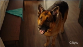 Hudson and Rex - Season 07 Episode 02